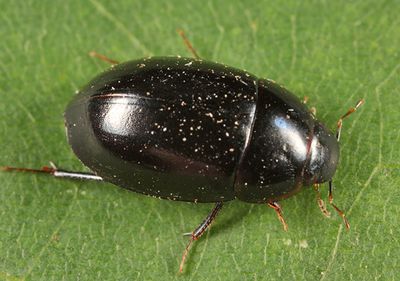Enochrus consortus
