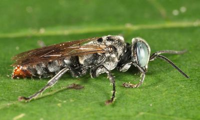 Tachysphex terminatus group