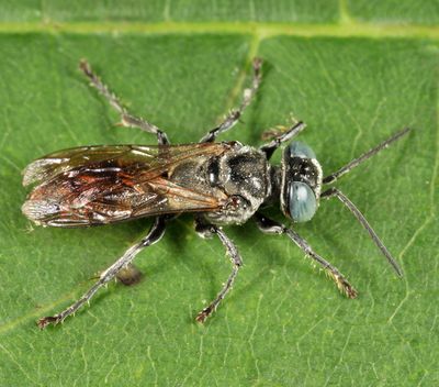 Tachysphex terminatus group