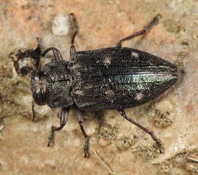 Chrysobothris sexsignata