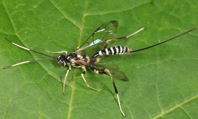 Arotes amoenus (female)