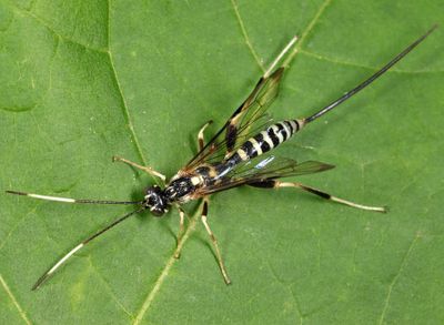 Arotes amoenus (female)