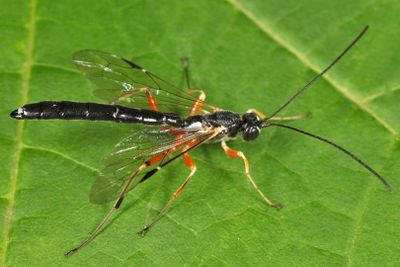 Rhyssella nitida (male)