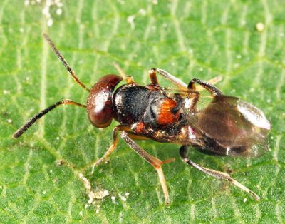 Encyrtus aurantii