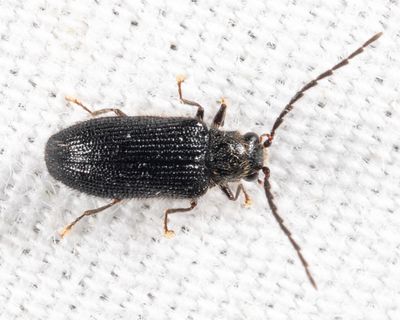 Eurypogon niger