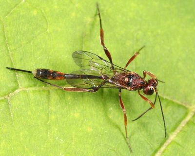Anomalon ejuncidum