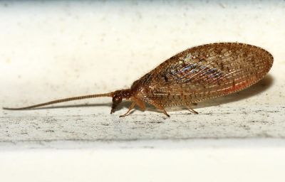 Hemerobius sp.