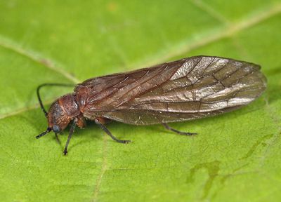 Protosialis americana