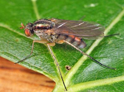 Dolichopus longipennis