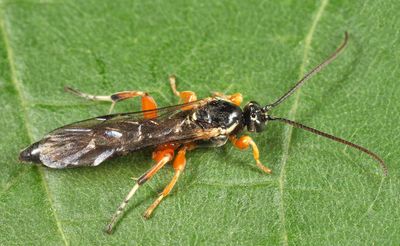 Exochus albifrons
