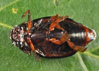 Dineutus hornii