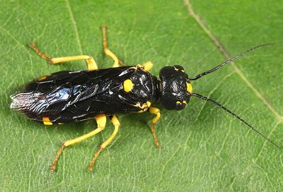 Cherry Webspinning Sawfly - Neurotoma edwardi