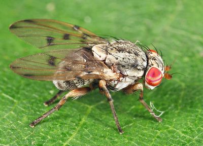 Odinia conspicua