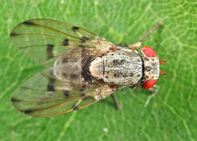 Odinia conspicua
