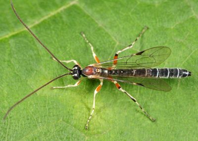 Perithous scurra pleuralis (male)