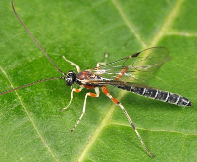 Perithous scurra pleuralis (male)