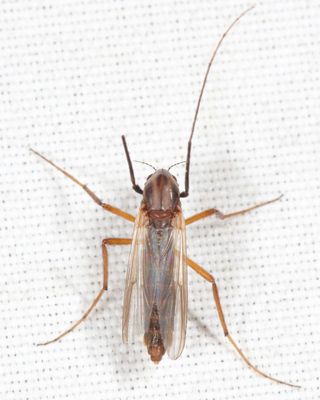 Glyptotendipes testaceus