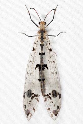 Antlions - Myrmeleontidae