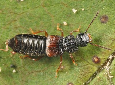 Anotylus rugosus