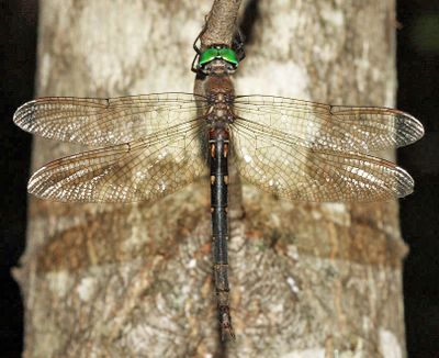 Forcipate Emerald - Somatochlora forcipata