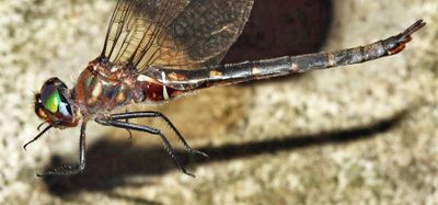 Forcipate Emerald - Somatochlora forcipata
