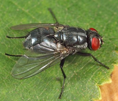 Morellia podagrica 
