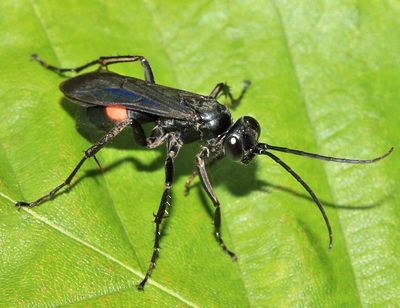 Anoplius semicinctus