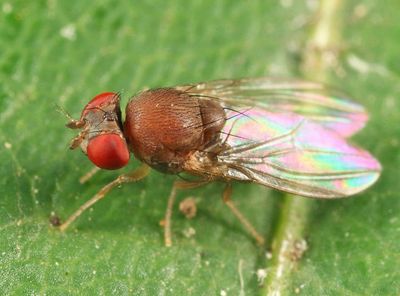 Amiota minor