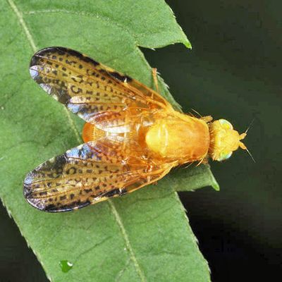 Icterica seriata
