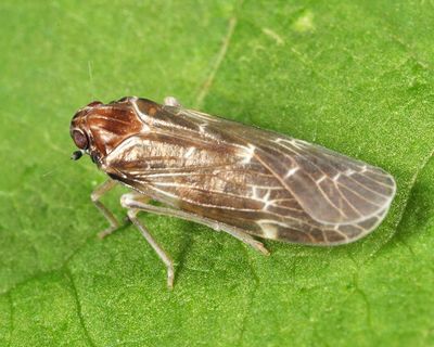 Synecdoche dimidiata