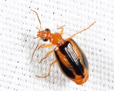 Lebia solea
