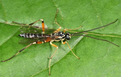 Phytodietus sp.