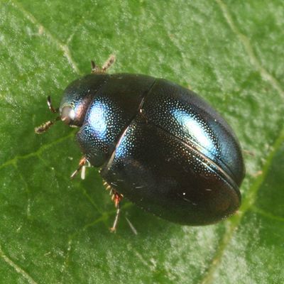 Paracymus despectus