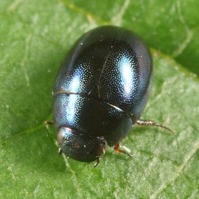 Paracymus despectus