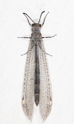 Myrmeleon immaculatus