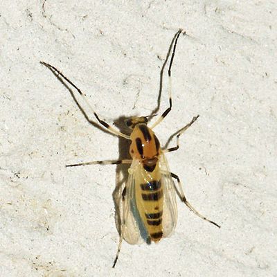 Cricotopus sylvestris