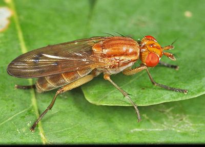 Tetanocera plebeja