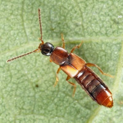 Philhygra sp.