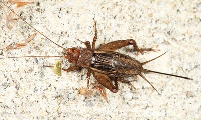 Tinkling Ground Cricket - Allonemobius tinnulus