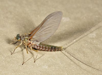 Callibaetis floridanus (female subimago)