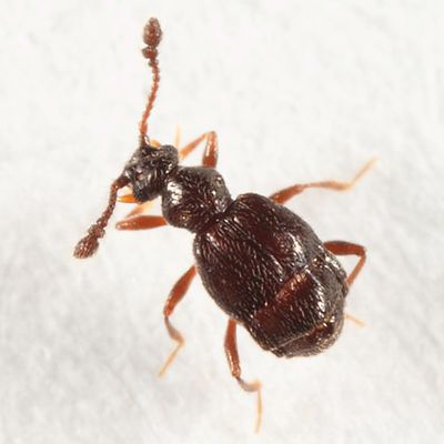 Brachygluta terebrata