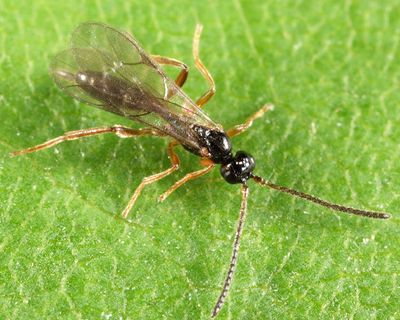 Eusterinx sp.