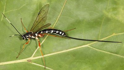 Rhyssa lineolata