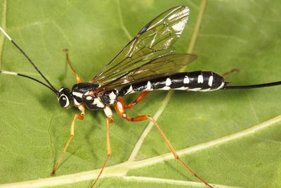 Rhyssa lineolata