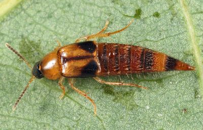 Lordithon facilis