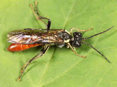 Tenthredo sp.