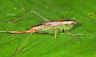 Saltmarsh Meadow Katydid - Conocephalus spartinae