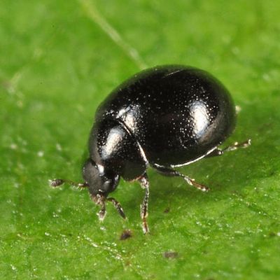 Lady Beetles - Genus Microweisea