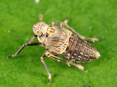 Pissonotus albovenosus