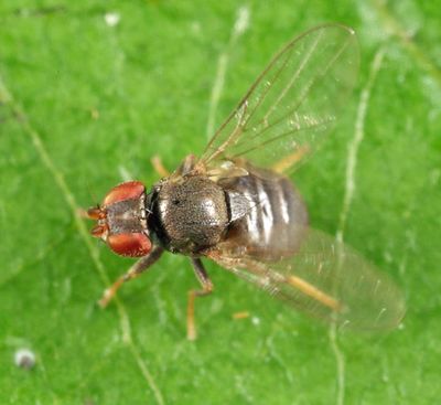 Tricimba brunnicollis